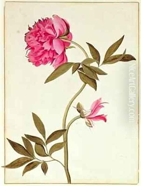 Rose Peony - view 1