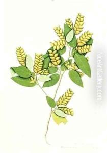 Diadelphia Diandria by George Edwards