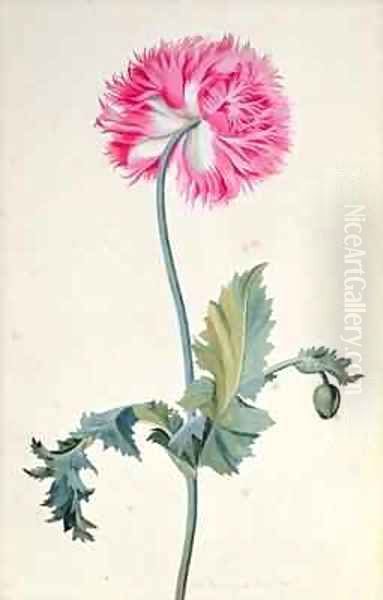 Peony Poppy - view 1