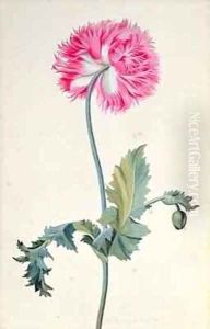 Peony Poppy by George Edwards
