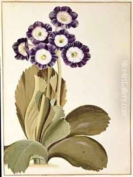 Primula Auricula - view 1