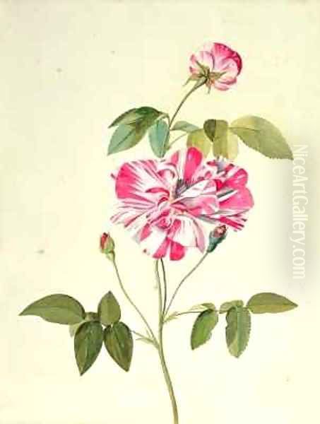 Rosa Mundi - view 1