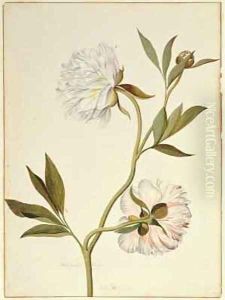 White Double Peony by George Edwards