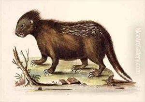 Hudson Bay Porcupine by George Edwards