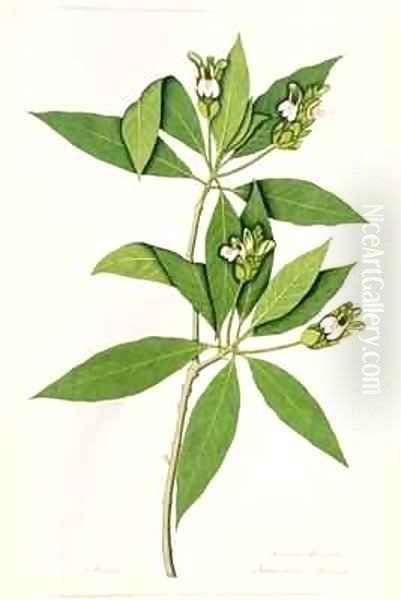 Diandria Monogynia Justicia Adhatoda of Linnaeus - view 1