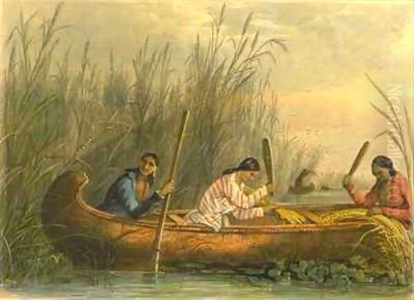 Gathering Wild Rice - view 1