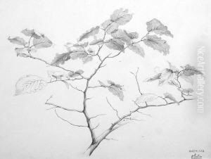 Aststudie Mit Blattern