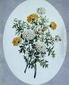 Chrysanthemum Chrysanthemum