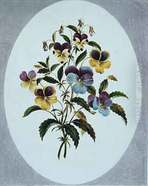 Heartsease varieties - view 1
