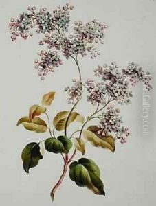 Scotch Lilac by John Edwards