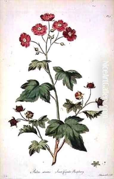 Raspberry Sweet Canada from The British Herbal - view 1