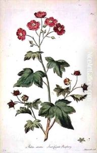 Raspberry Sweet Canada from The British Herbal by John Edwards