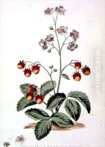 Strawberry Oval Spear Shaped rough leaves and an oval fruit from The British Herbal by John Edwards