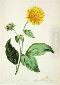 Sunflower with large jagged leaves Corona from The British Herbal by John Edwards