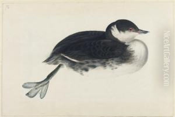 Eared Grebe, Young - view 1