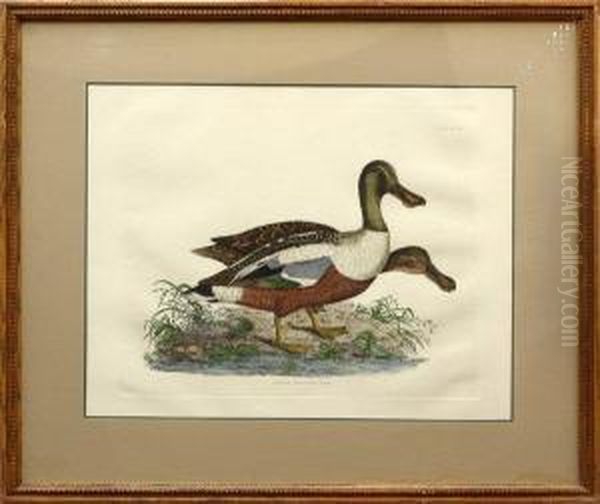 Common Shoveler - view 1