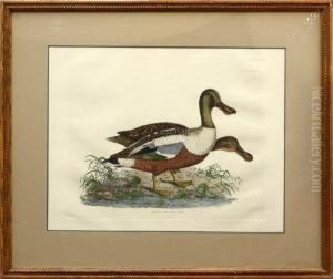 Common Shoveler