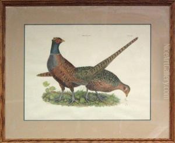 Pheasants M&f - view 1