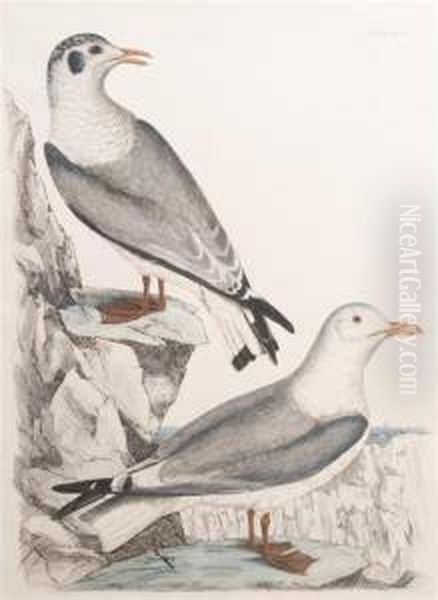Kittiwake - view 1
