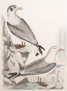 Kittiwake by Prideaux John Selby
