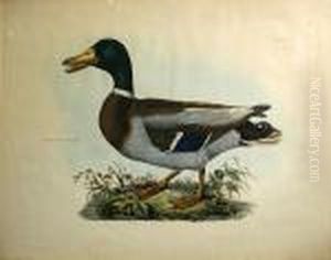Common Wild Duck, Male, Pl. L by Prideaux John Selby