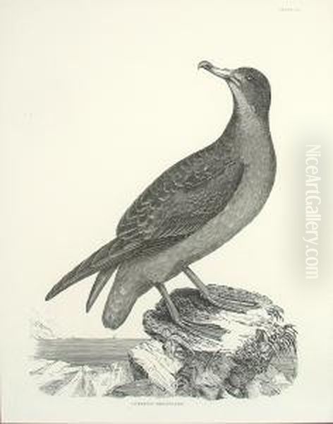 Orinthological Studies Including Cinereous Shearwater And Black Throated Diver - view 1