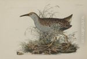 A Collection Of Six Ornithological Prints by Prideaux John Selby