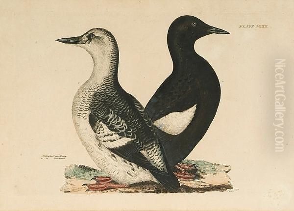 Black Guillemot Summer Plumage Winter Plummage - view 1