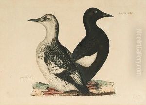Black Guillemot Summer Plumage Winter Plummage by Prideaux John Selby