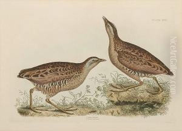 'common Dottrel Male Summer 
Plumage Female Winter Plumage', 'sabines Snipe, Ground Snipe Summer 
Plumage', 'little Grebe Summer Adult Plumage And Young', ' Common Crake 
Male And Female' - view 1