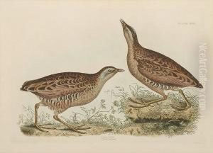 'common Dottrel Male Summer
Plumage Female Winter Plumage', 'sabines Snipe, Ground Snipe Summer
Plumage', 'little Grebe Summer Adult Plumage And Young', ' Common Crake
Male And Female' 'common Dottrel Male Summer
Plumage Female Winter Plumage', 'sabines Snipe, Ground Snipe Summer
Plumage', 'little Grebe Summer Adult Plumage And Young', ' Common Crake
Male And Female'