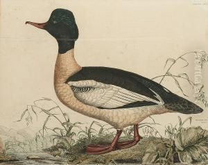 'gooseander, Male', 'red 
Breatsed Merganser', 'gadwall Duck, Male', 'common Wild Duck Male'