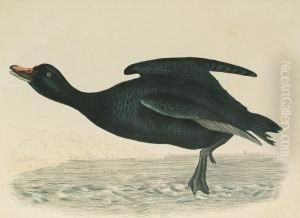 'black Scoter, Male', 'scaup Duck', 'eider Duck, Male', 'eider, Female'
