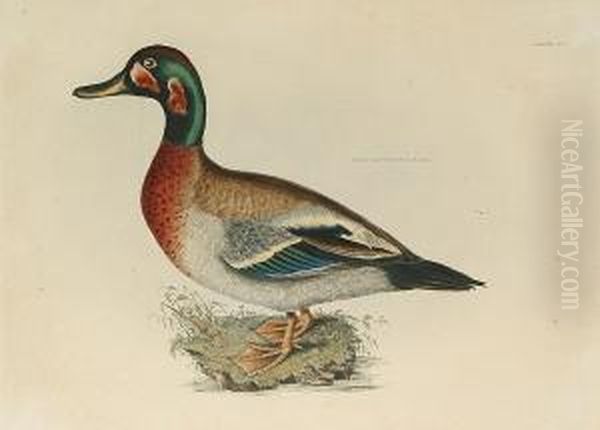 'bimaculated Duck, Male', 'pomarine Skua', 'steller's Pochard', Spectacle Scoter' - view 1