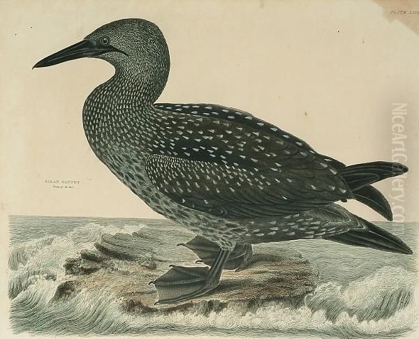 'solan Gannet, Young Of The Year', 'gooseander, Female' - view 1