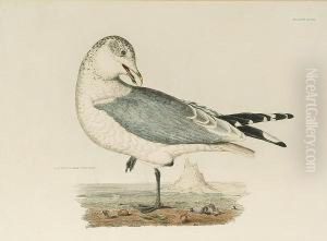 'common Gull, Winter Plumage', 'artic Skua', 'ivory Gull, Adult' by Prideaux John Selby