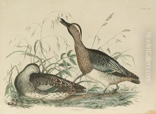 'garganey Teal, Male And
Female', 'smew, Male And Female', 'golden Eye Duck, Male And Female',
'scaup Pochard' - view 1
