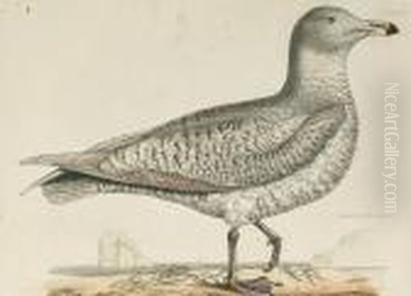 'iceland Gull, Young', 'fulmar Petrel', Herring Gull, Young', 'little Gull' - view 1
