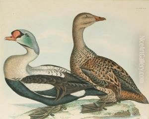'king Eider, Male And Female', 'long Tailed Duck', 'velvet Scoter, Male And Female' by Prideaux John Selby