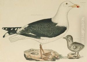 'lesser Black Backed Gull', 'herring Gull, Old' by Prideaux John Selby