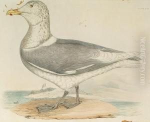 'glaucous Gull', 'great Black Backed Gull' by Prideaux John Selby