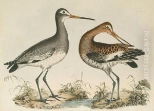 'black Tailed Godwit', 'golden Plover', 'common Oyster Catcher', 'common Godwit' 'black Tailed Godwit', 'golden Plover', 'common Oyster Catcher', 'common Godwit'