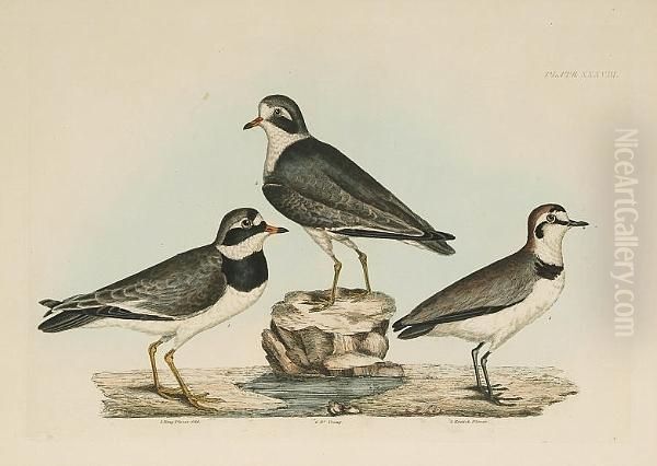 'termminck's Tringer Spring 
Plumage And Young', 'little Tringer Summer Plummage And Young', 'ring 
Plover Old', 'ring Plover Young', 'kentish Plover', 'spotted Sandpiper 
Male And Female', 'common Turnstone Male Summer Plumage, Female And 
Young Of T - view 1