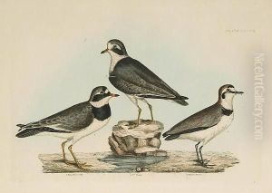'termminck's Tringer Spring
Plumage And Young', 'little Tringer Summer Plummage And Young', 'ring
Plover Old', 'ring Plover Young', 'kentish Plover', 'spotted Sandpiper
Male And Female', 'common Turnstone Male Summer Plumage, Female And
Young Of T by Prideaux John Selby