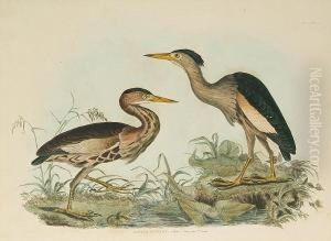 'great Bittern', 'grey Lapwing', 'plate Lxxiv'