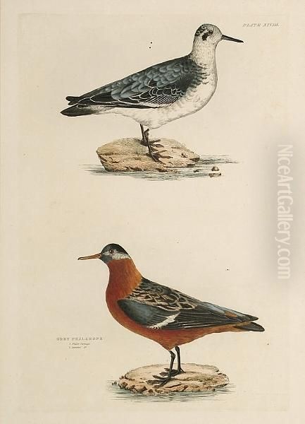 'red Lobe Foot', 'grey Phalarope
Winter And Summer Plumage', 'sanderling Summer Plumage Winter Plumage',
'cream Coloured Swiftfoot' - view 1