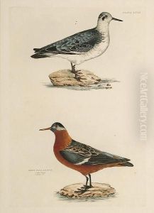 'red Lobe Foot', 'grey Phalarope
Winter And Summer Plumage', 'sanderling Summer Plumage Winter Plumage',
'cream Coloured Swiftfoot' 'red Lobe Foot', 'grey Phalarope
Winter And Summer Plumage', 'sanderling Summer Plumage Winter Plumage',
'cream Coloured Swiftfoot'