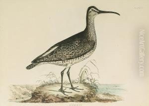 'whimbrell', 'common Thick Knee' by Prideaux John Selby
