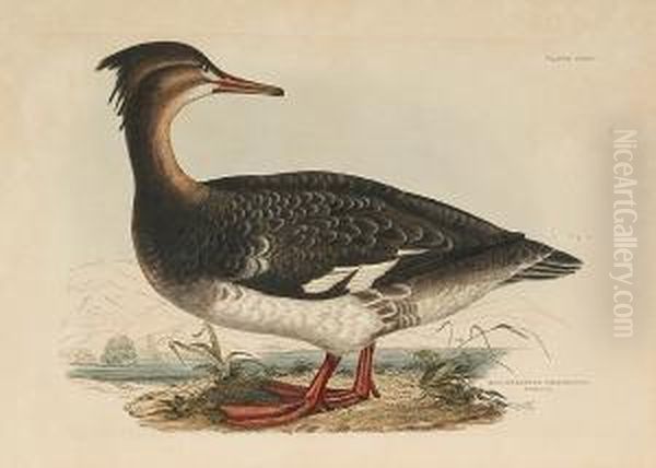 'red Breasted Merganser Female', Bimaculted Teal Female', 'hooded Merganser Female' - view 1