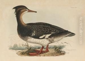 'red Breasted Merganser Female', Bimaculted Teal Female', 'hooded Merganser Female'